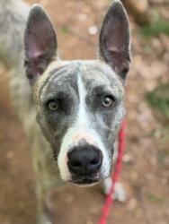 Shelter Stray Female Dog last seen CHARLOTTE, Charlotte, NC 28217