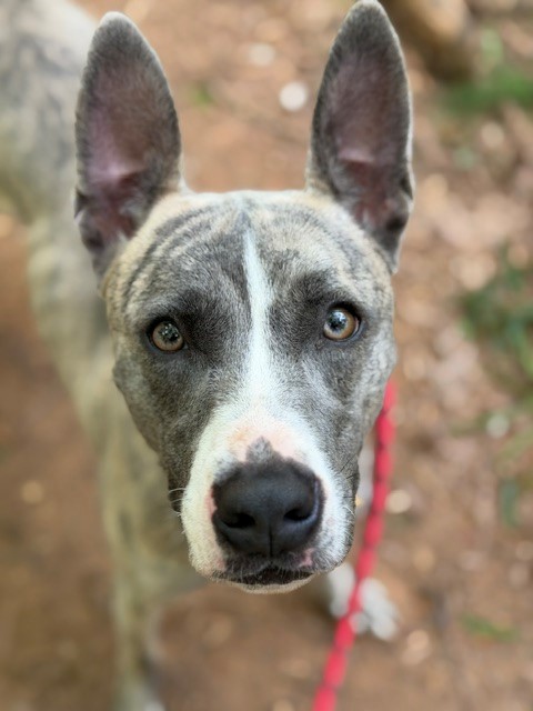 Shelter Stray Female Dog last seen CHARLOTTE, Charlotte, NC 28217