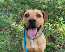 Shelter Stray Male Dog last seen HUNTERSVILLE, Charlotte, NC 28217