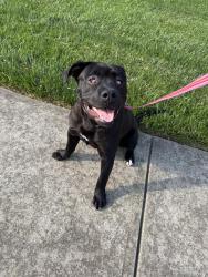 Shelter Stray Male Dog last seen CHARLOTTE, Charlotte, NC 28217