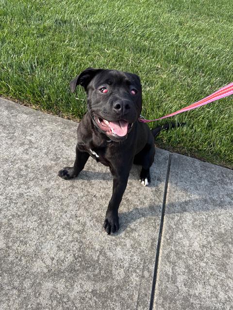 Shelter Stray Male Dog last seen CHARLOTTE, Charlotte, NC 28217