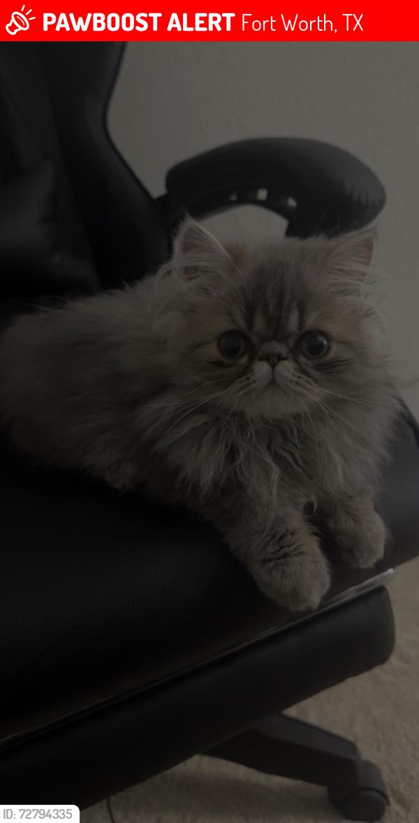 Lost Female Cat last seen Near belladonna dr, Fort Worth, TX 76123