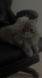 Lost Female Cat last seen Near belladonna dr, Fort Worth, TX 76123
