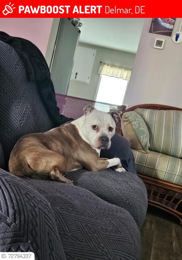 Lost Male Dog last seen Line church road , Delmar, DE 19940