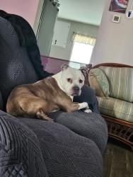 Lost Male Dog last seen Line church road , Delmar, DE 19940