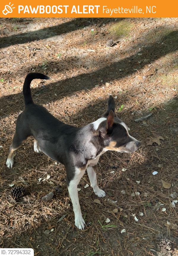 Found/Stray Male Dog last seen Willowbrook rd, Fayetteville, NC 28314