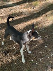 Found/Stray Male Dog last seen Willowbrook rd, Fayetteville, NC 28314