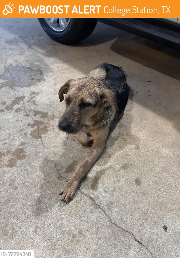 Found/Stray Unknown Dog last seen Francis and Walton, College Station, TX 77840