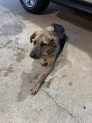 Found/Stray Unknown Dog last seen Francis and Walton, College Station, TX 77840