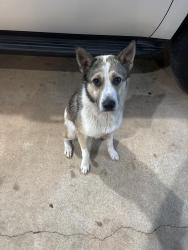 Found/Stray Unknown Dog last seen Walton and francis, College Station, TX 77840