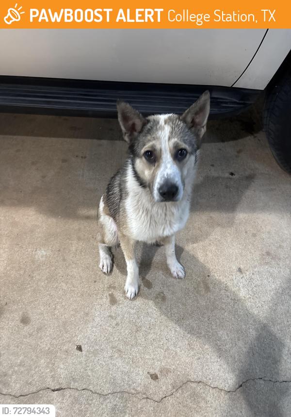 Found/Stray Unknown Dog last seen Walton and francis, College Station, TX 77840