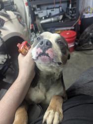 Found/Stray Female Dog last seen Old Walkertown Rd., Winston-Salem, NC 27101