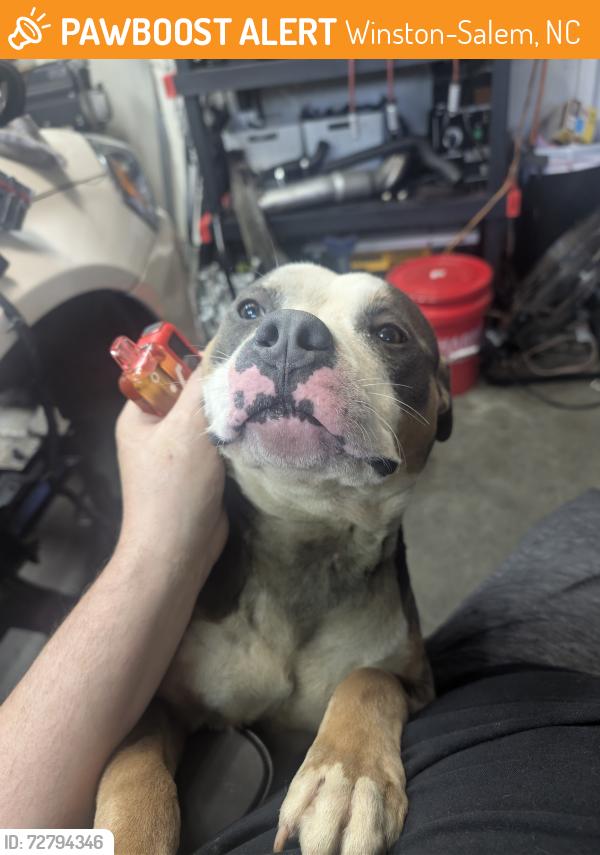Found/Stray Female Dog last seen Old Walkertown Rd., Winston-Salem, NC 27101