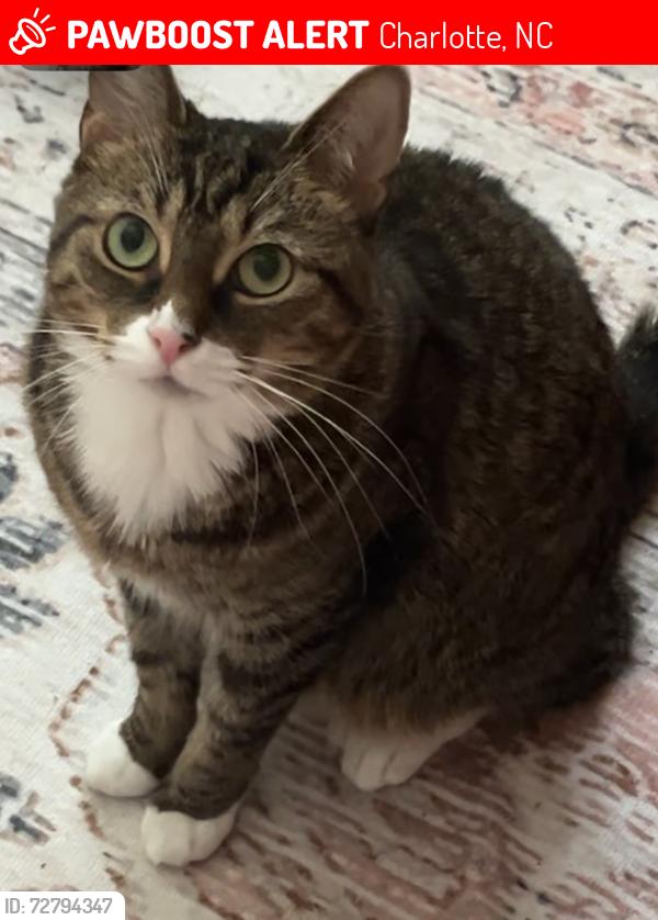 Lost Female Cat last seen Greenway near Johnson and wales street, Charlotte, NC 28202