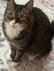 Lost Female Cat last seen Greenway near Johnson and wales street, Charlotte, NC 28202
