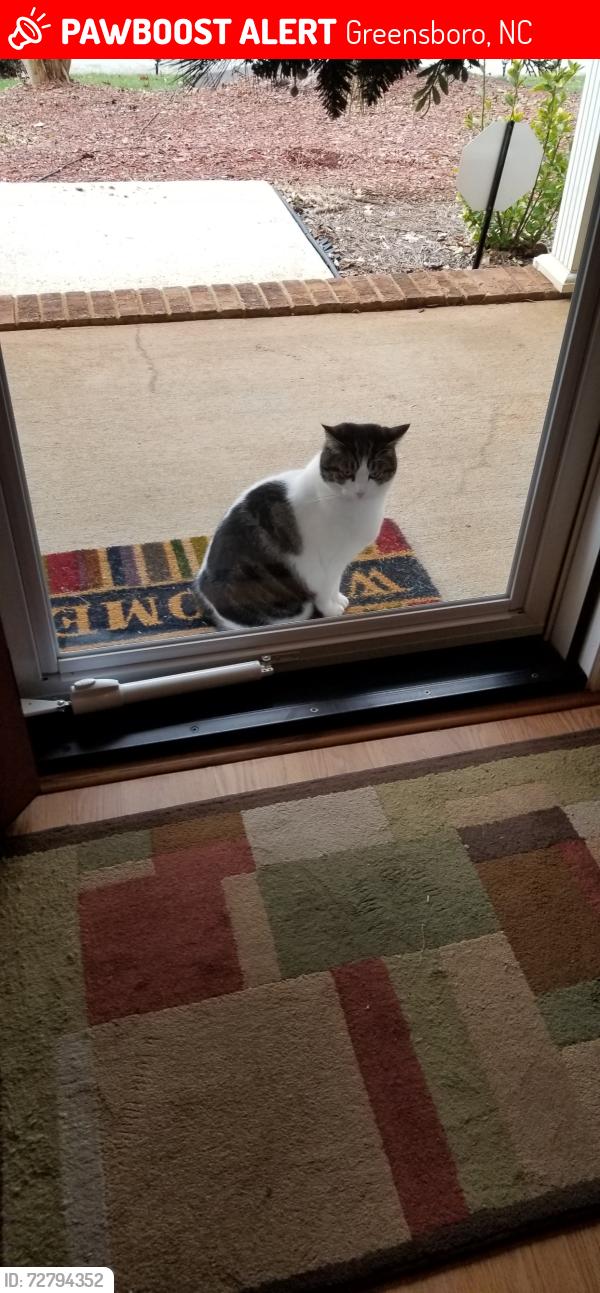 Lost Male Cat last seen Pine cove and Southport Road , Greensboro, NC 27410