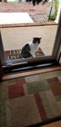 Lost Male Cat last seen Pine cove and Southport Road , Greensboro, NC 27410