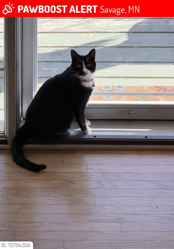 Lost Female Cat last seen Connelly Ave & HWY 13, Savage, MN 55378