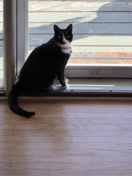 Lost Female Cat last seen Connelly Ave & HWY 13, Savage, MN 55378