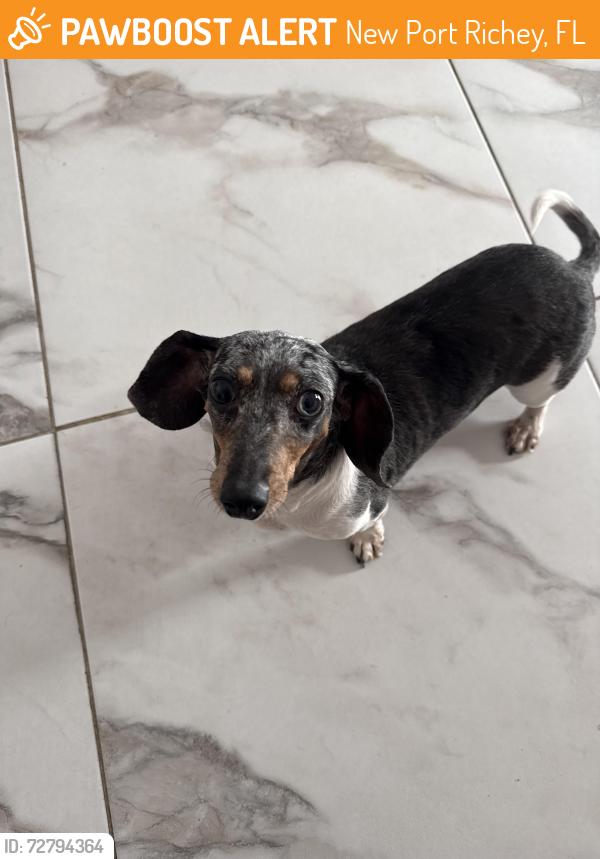 Found/Stray Female Dog last seen Grand blvd. & Pasadena st. , New Port Richey, FL 34652