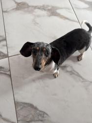 Found/Stray Female Dog last seen Grand blvd. & Pasadena st. , New Port Richey, FL 34652