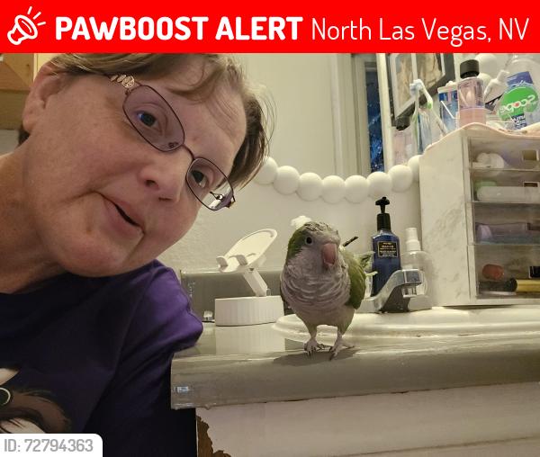 Lost Female Bird last seen Lake Mead and Civic Center, North Las Vegas, NV 89030