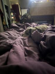 Lost Male Dog last seen Near grant circle N , Thornton, CO 80241