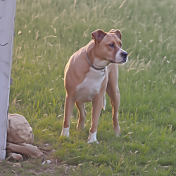 Found/Stray Female Dog last seen FM 407 & B Judge Ln, Justin, TX, Justin, TX 76247