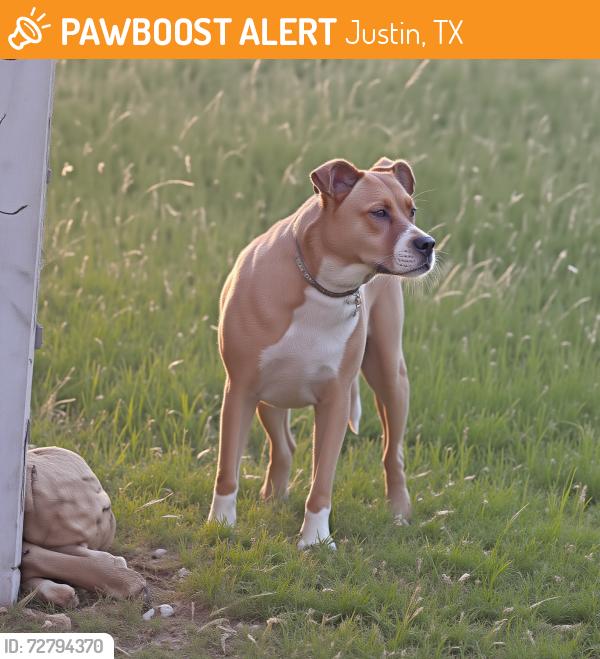 Found/Stray Female Dog last seen FM 407 & B Judge Ln, Justin, TX, Justin, TX 76247