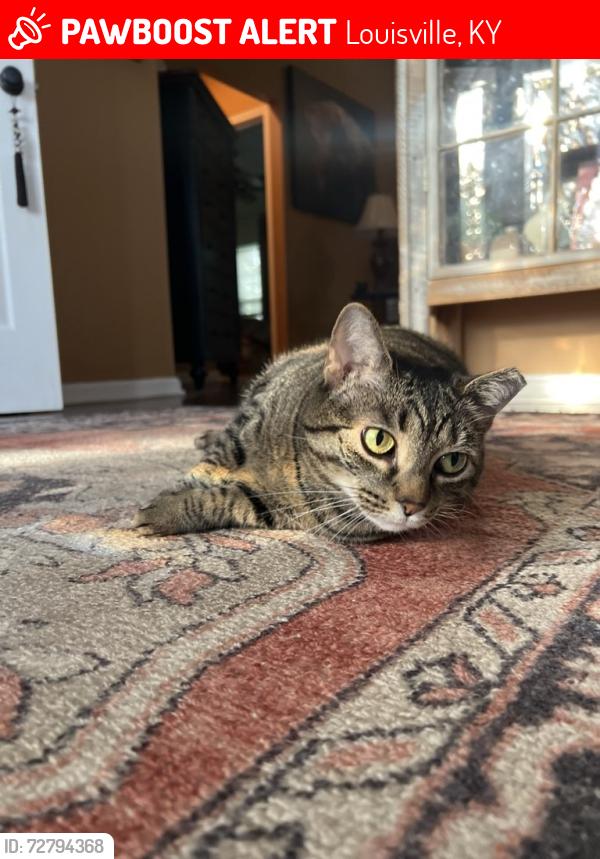Lost Female Cat last seen Lake Vista Drive/ Indian lake , Louisville, KY 40241