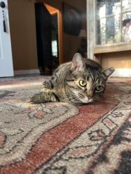 Lost Female Cat last seen Lake Vista Drive/ Indian lake , Louisville, KY 40241
