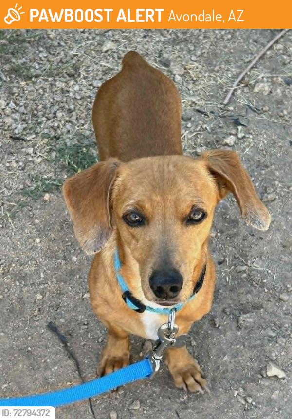 Found/Stray Unknown Dog last seen 107th Ave and McDowell Road, Avondale, AZ 85392