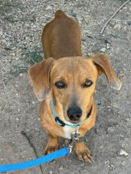 Found/Stray Unknown Dog last seen 107th Ave and McDowell Road, Avondale, AZ 85392