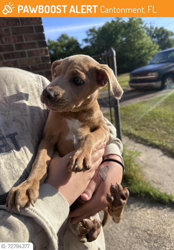 Found/Stray Female Dog last seen Well line road, Cantonment, FL 32533