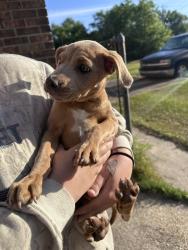 Found/Stray Female Dog last seen Well line road, Cantonment, FL 32533