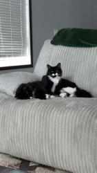 Lost Female Cat last seen Near 78th Ave S Horace , Horace, ND 58047