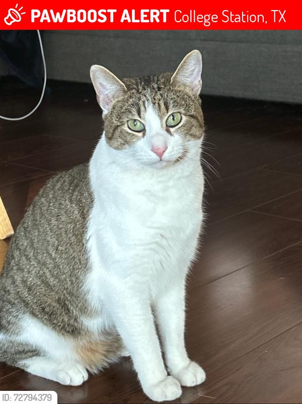 Lost Male Cat last seen Meadow Creek Subdivision , College Station, TX 77845