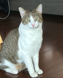 Lost Male Cat last seen Meadow Creek Subdivision , College Station, TX 77845