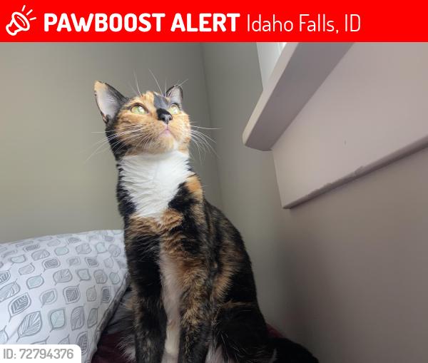 Lost Female Cat last seen E 97th s , Idaho Falls, ID 83404