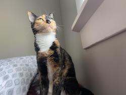 Lost Female Cat last seen E 97th s , Idaho Falls, ID 83404