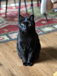 Lost Male Cat last seen Hawkins and E. Weathers , Sanford, NC 27330