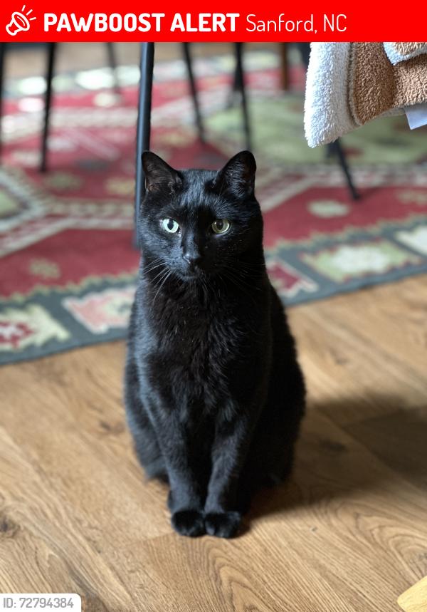 Lost Male Cat last seen Hawkins and E. Weathers , Sanford, NC 27330