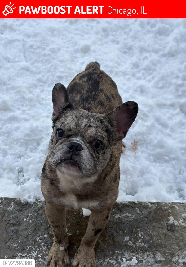 Lost Male Dog last seen Chicago ave and Ohio st, Chicago, IL 60612