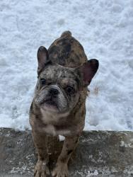 Lost Male Dog last seen Chicago ave and Ohio st, Chicago, IL 60612