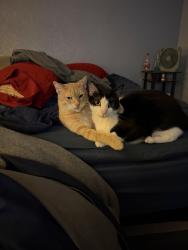 Lost Male Cat last seen Aldeine westfield, Spring, TX 77373