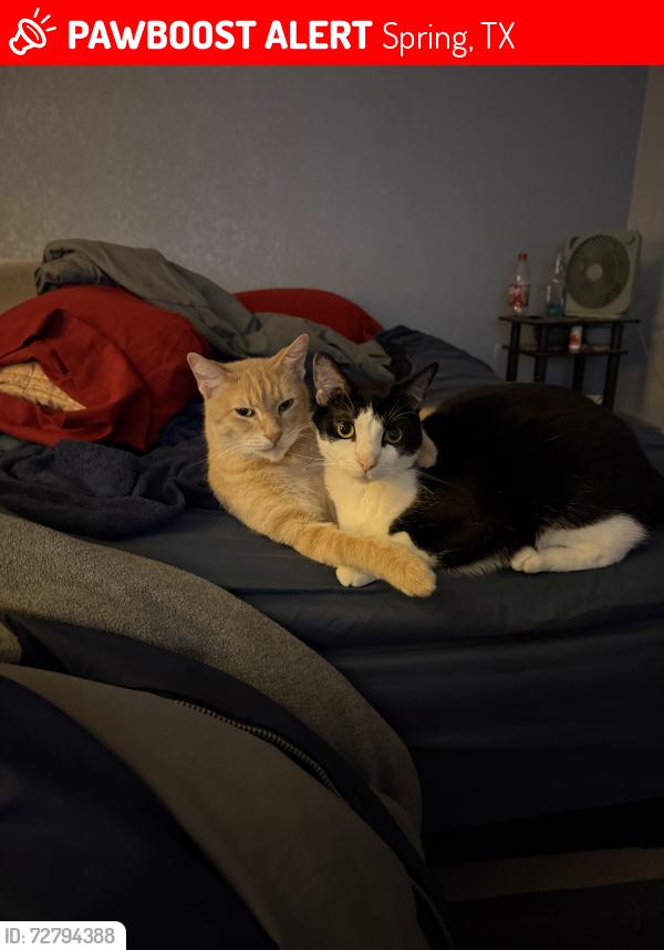 Lost Male Cat last seen Aldeine westfield, Spring, TX 77373
