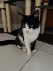 Lost Female Cat last seen Próxima ao parque da juventude , Jardim da Luz, SP 13255