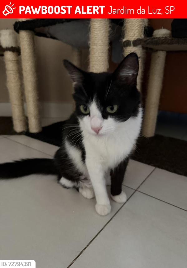 Lost Female Cat last seen Próxima ao parque da juventude , Jardim da Luz, SP 13255