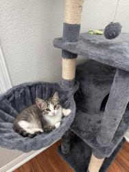 Lost Male Cat last seen Barley Field Pass, Pflugerville, TX 78660