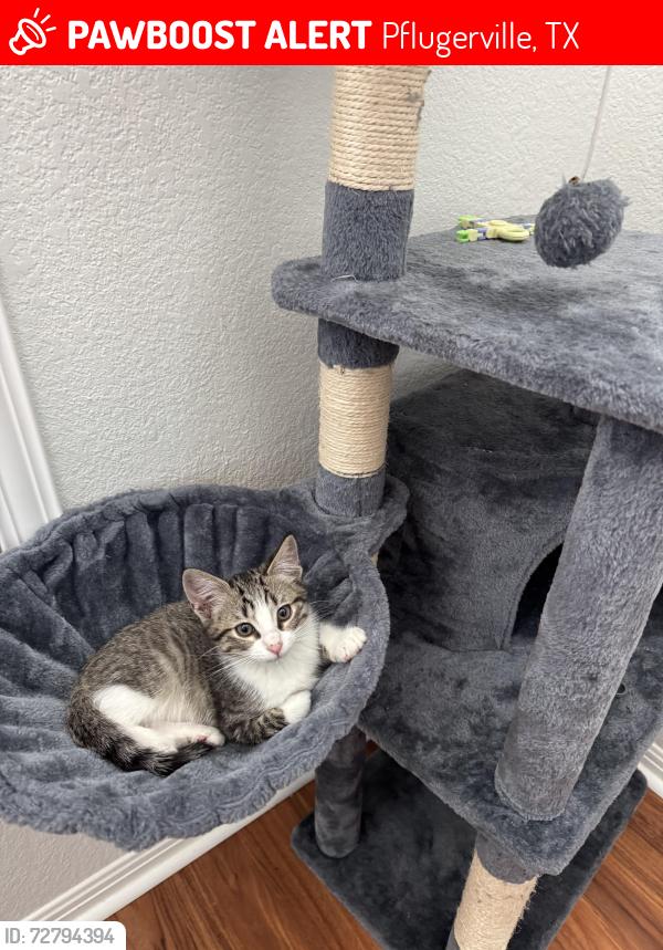 Lost Male Cat last seen Barley Field Pass, Pflugerville, TX 78660